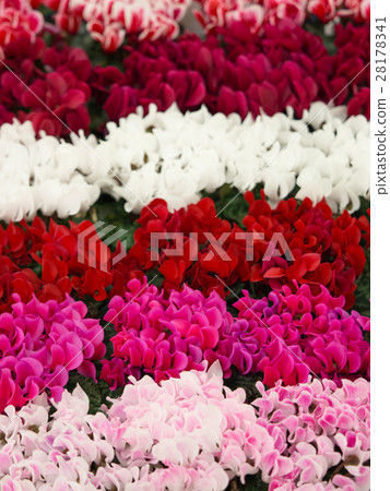 仙客來幼苗 28178341