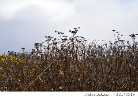 死樹 死樹 28178519