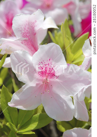 早春杜鵑花粉紅色 28180052