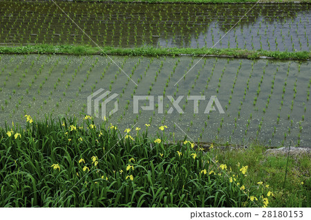 Rice planting rice field Rice planting rice field 28180153