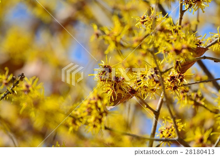 金縷梅花 金縷梅花 28180413