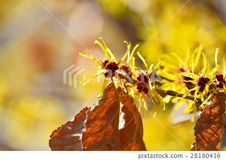 金縷梅花 金縷梅花 28180416