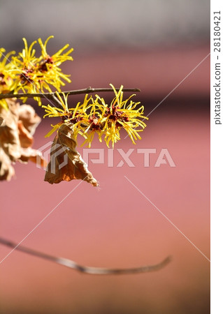 金縷梅花 28180421