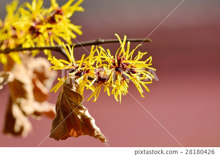 Witch hazel flower Witch hazel flower 28180426