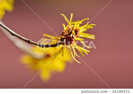 金縷梅花 28180431