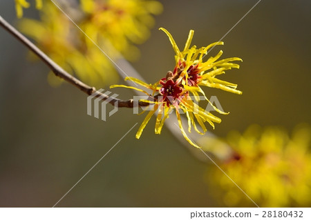 金縷梅花 28180432