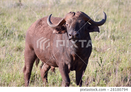 Isolated Buffalo in Tsavo Isolated Buffalo in Tsavo 28180794