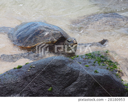 Turtle | Hawaii | Oahu at the North Shore 1 Turtle | Hawaii | Oahu at the North Shore 1 28180953