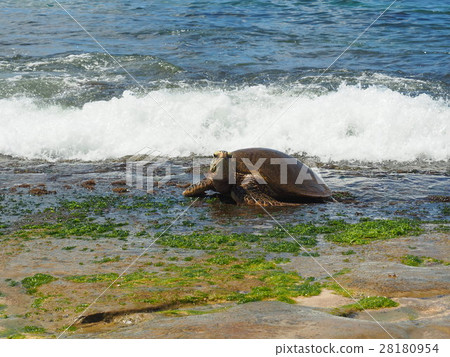 龜|夏威夷|北岸的瓦胡島2 28180954