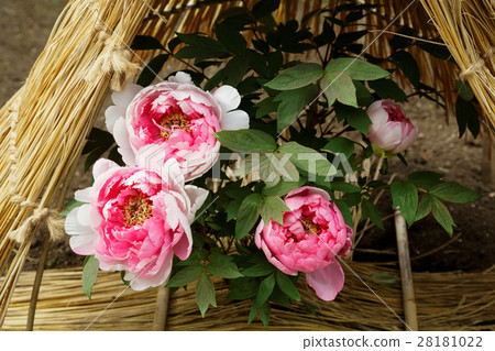 Ueno Toshogu Botan yu no winter pot · island jishon Ueno Toshogu Botan yu no winter pot · island jishon 28181022