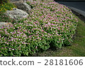 Lush purple flower beautiful 28181606