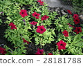 Field red flower beautiful with sunlight 28181788