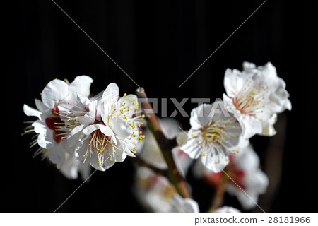 plum plum 28181966