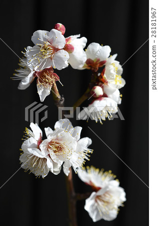 plum plum 28181967