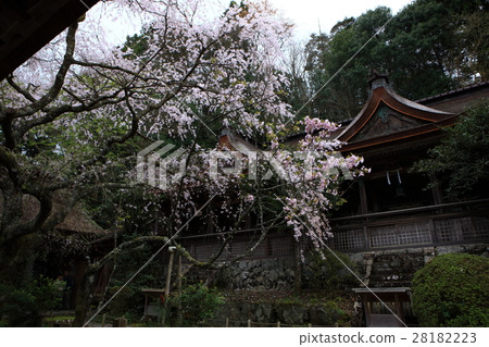 吉野在春天 吉野在春天 28182223