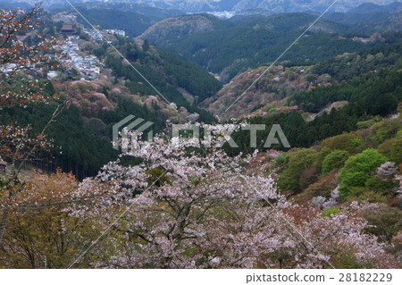 Yoshino in spring Yoshino in spring 28182229