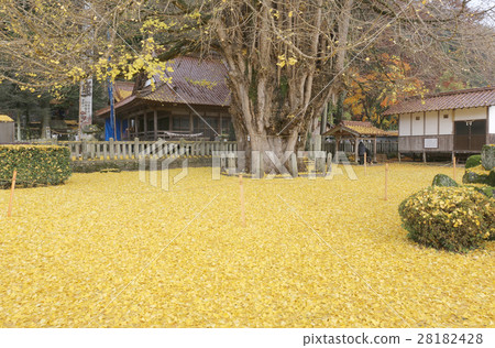 Large ginkgo of Tsutsuga 28182428