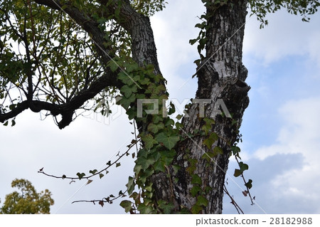 Hedera（英語常春藤） 28182988