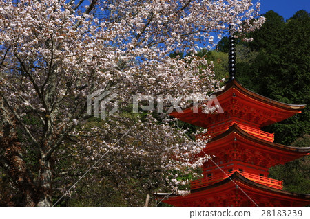 Chofukuji三重塔 Chofukuji三重塔 28183239