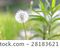 [Spring] Dandelion 28183621