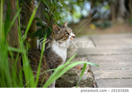 Regional cat, pheasant white male 28183886