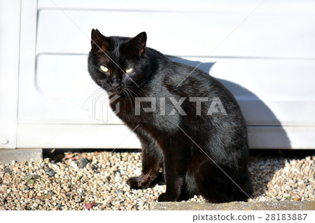 Regional cat, black cat male in front of warehouse 28183887