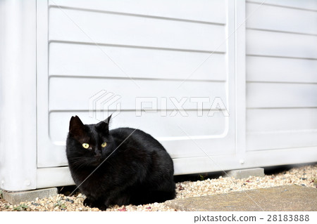 Regional cat, black cat's male in front of warehouse, surgical mark cut on right ear tip 28183888