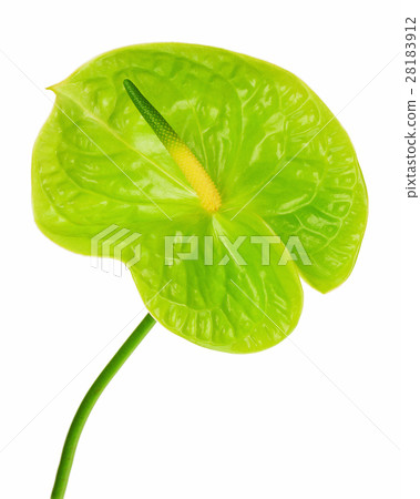 Green anthurium isolated on white background. Green anthurium isolated on white background. 28183912