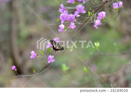 與女性gibson女性cobano mituba杜鵑花的蜂大麥 28184030