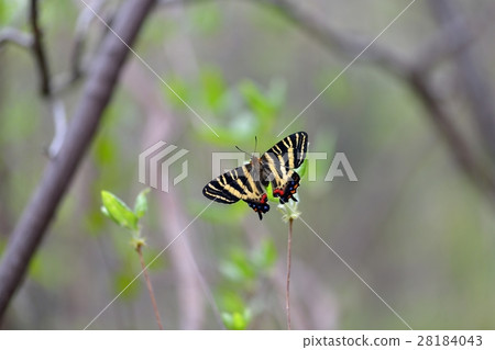 Resting bird female in young leaves Resting bird female in young leaves 28184043