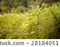 Persimmon remaining 28184051