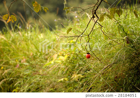 Persimmon remaining Persimmon remaining 28184051
