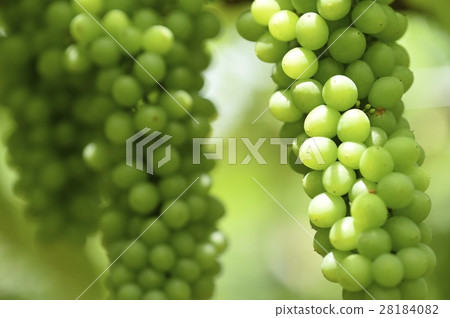 Grape Grape 28184082