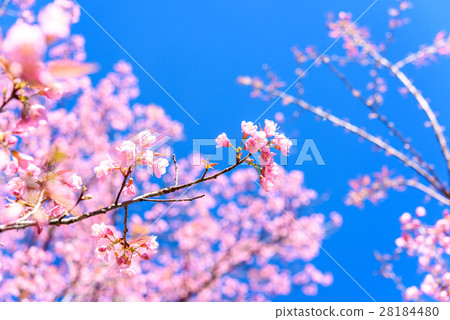 Soft focus Spring Cherry blossoms 28184480