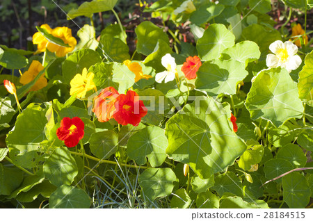 Nasturtium (Indian cress) flowers orange. 28184515