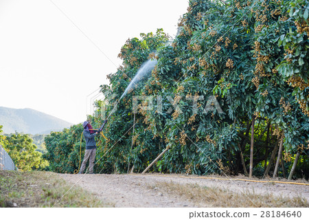 Farmers are spraying fruits longan in Lamphun 28184640