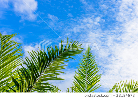 Palm leaf against blue sky 28184678