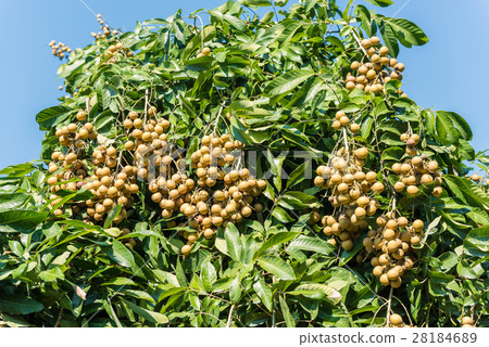 Tropical fruits beautiful longan in Lamphun 28184689