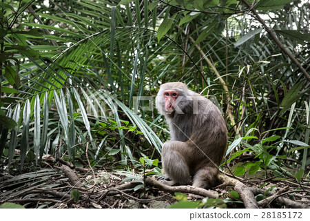 Formosan macaque in jungle, Taiwan endemic species 28185172