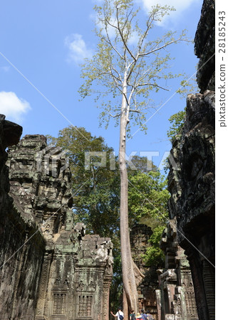 Ta Prohm Ruins 28185243