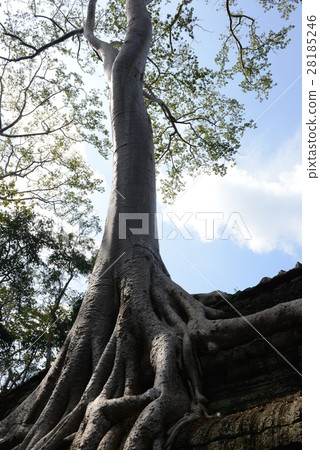 塔普倫廢墟 28185246