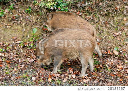 Good morning 28185267