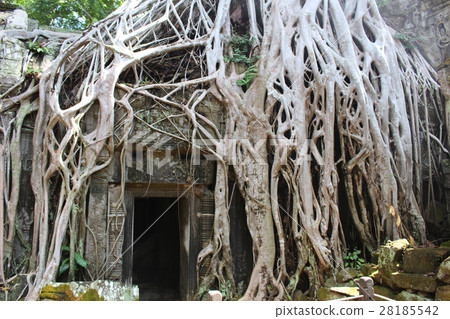 Cambodia Angkor ruins group of Ta Prom temple as it is 28185542