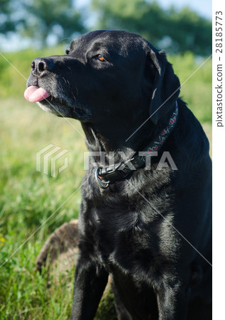Black Labrador sitting in a summer meadow. 28185773
