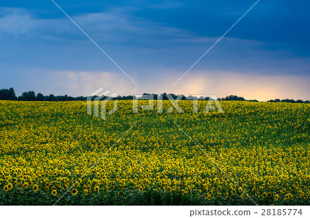 Sunflowers field under stormy dramatic skies. 28185774