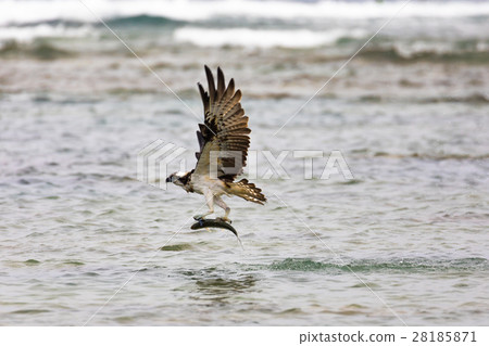 Ospiculata that captured fish 28185871