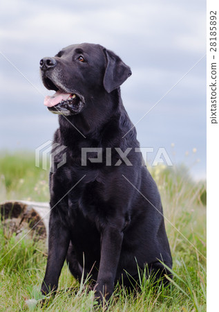 Black Labrador sitting in a summer field. 28185892