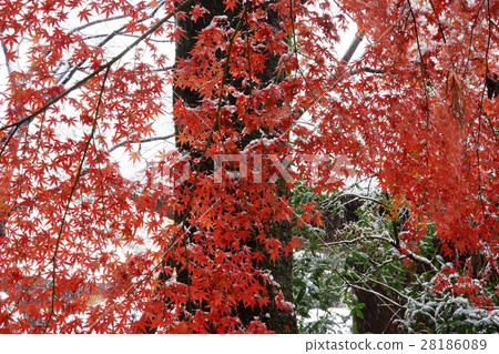 Snow and autumn leaves Snow and autumn leaves 28186089