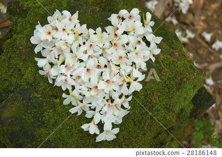 Falling tung tree flower 28186148