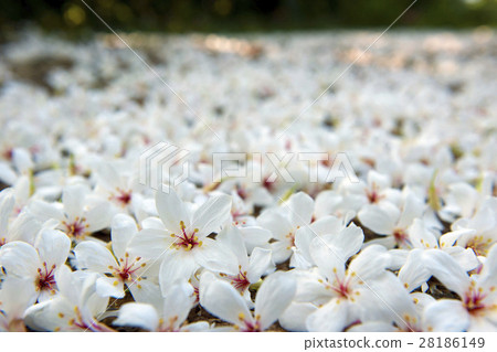 Falling tung tree flower 28186149